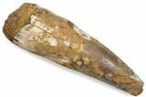 Fossil Spinosaurus Tooth - Robust Tooth #376579-1